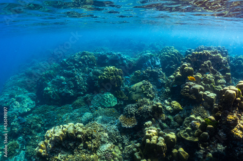 underwater scene with coral reef and fish  Surin Islands  Thailand. © satit