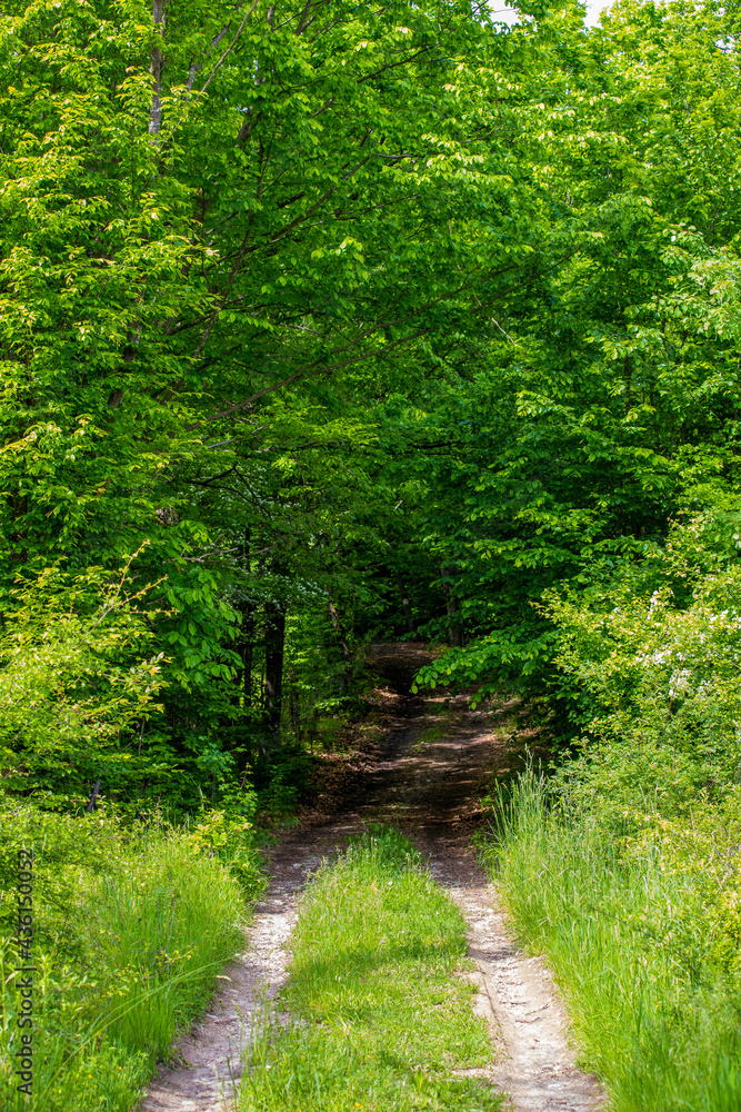 a forest road in a beech forest a forest road in a beech forest