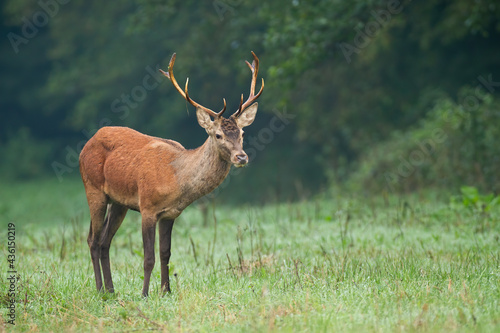 Male of red deer, cervus elaphus, standing on green meadow in rainy autumn weather. Attentive wild stag observing on wet clearing with blurred background and copy space.