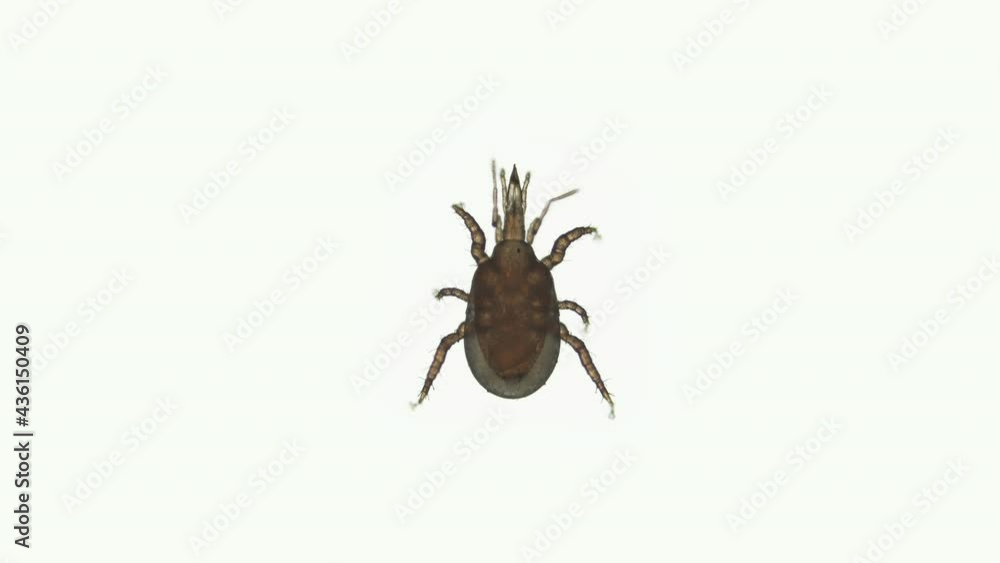 Predatory mite Macrocheles robustulus under a microscope, family Macrochelidae. Used to control plant pests: thrips, insect larvae, Sciaridae ... Predatory mite Macrocheles robustulus under a microscope, family Macrochelidae. Used to control plant pests: thrips, insect larvae, Sciaridae ...