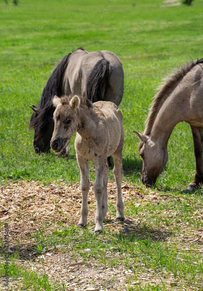 Obraz premium foal surrounded by gray horses grazes in the park