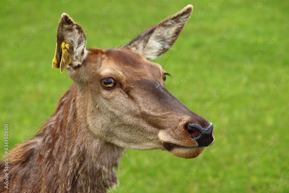 Junge Hirschkuh