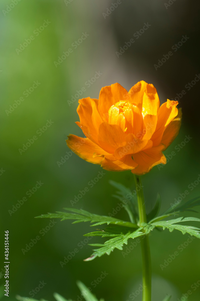 Asian globeflower (Trollius asiaticus) close up Asian globeflower (Trollius asiaticus) close up
