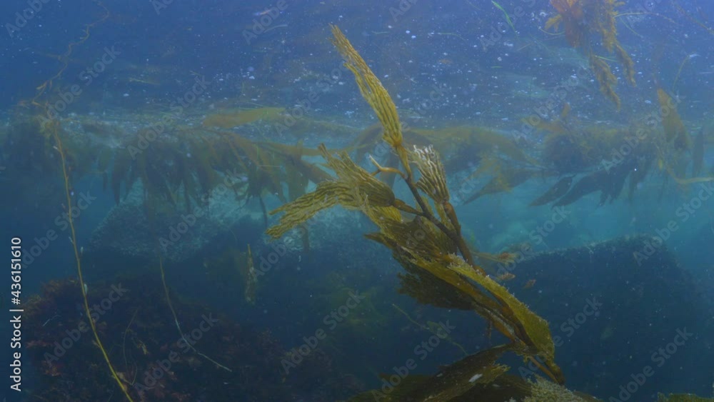 Wild Plants Growing In Ocean Underwater - Monterey, California