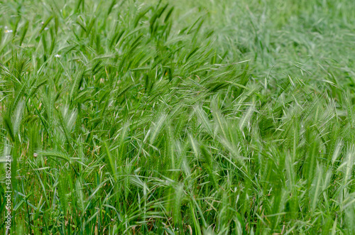 Natural natural background, texture of green spring grass. Weedy