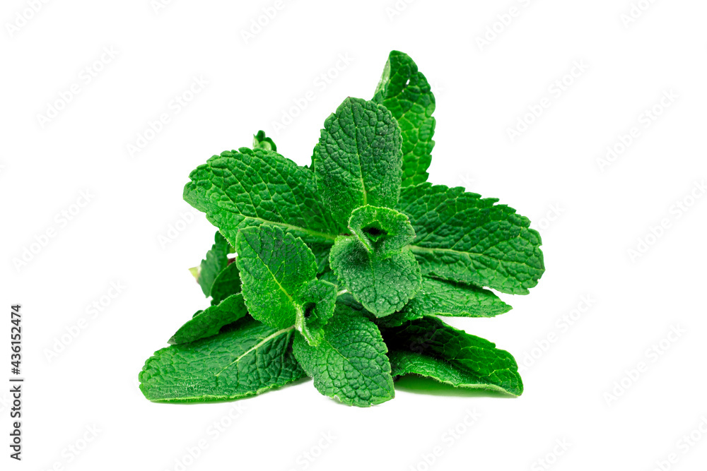 Fresh mint leaves bundle. Green mint bunch isolated on white background. Part of set. Fresh mint leaves bundle. Green mint bunch isolated on white background. Part of set.