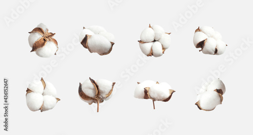 Different cotton flowers isolated on light gray background flat lay. Delicate white fluffy cotton. Collection of cotton plants, dry bud. Cut flower for design, layout, template