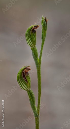 Pterostylis parviflora (Tiny Greenhood Orchid) - Victoria, Australia