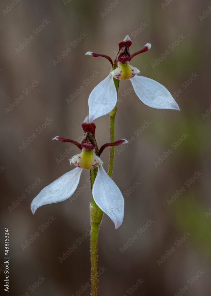 Eriochilus cucullatus (Parson's Bands Orchid) - Victoria, Australia Eriochilus cucullatus (Parson's Bands Orchid) - Victoria, Australia