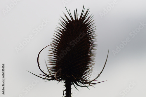 Silhouette of a wild teasel against the sky