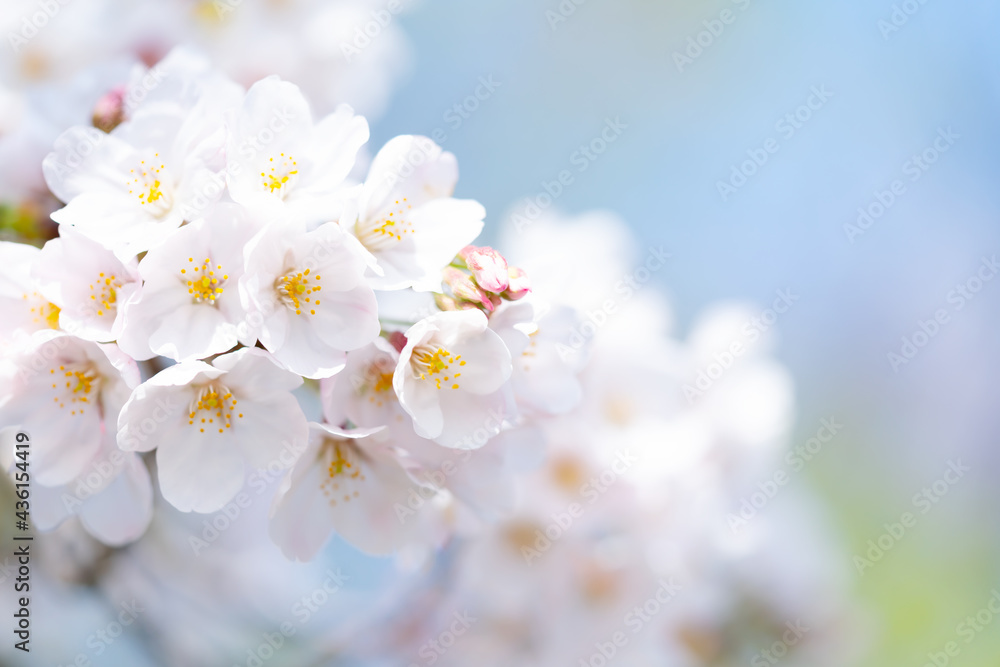 桜　満開