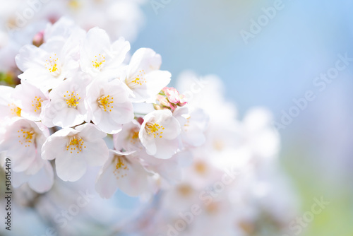 桜 満開