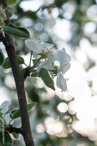 Apple blossoms. Blooming apple tree branch in sunshine day. Large Depth of Field. Macro.
