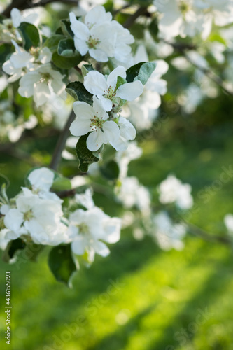 Apple blossoms. Blooming apple tree branch in sunshine day. Large Depth of Field. Macro.