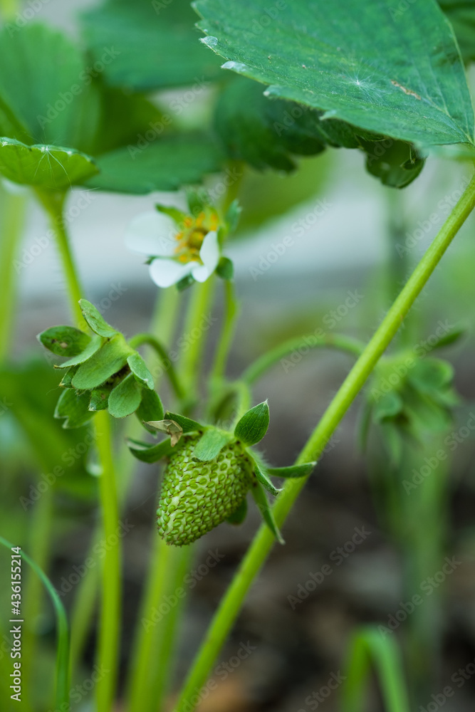 Strawberry plant with first green berries, organic farming Strawberry plant with first green berries, organic farming