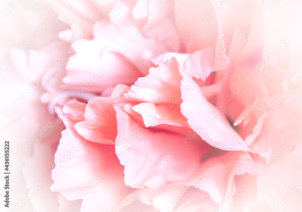 Obraz premium Extreme closeup of a carnation flower
