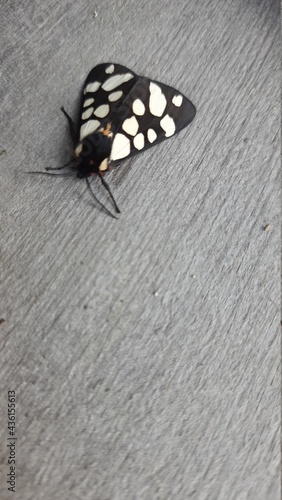 butterfly, insect, nature, monarch, orange, white, isolated, macro, fly, black, wings, wing, green, bug, summer, flower, animal, moth, colorful, garden, beautiful, yellow, tropical, wildlife, butterfl