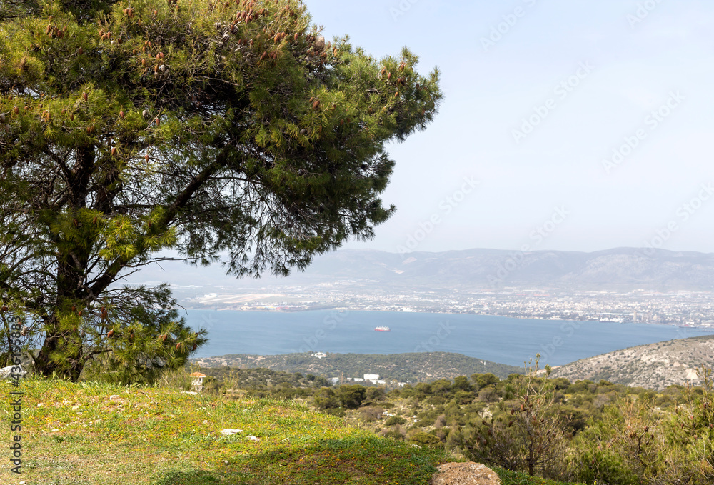 Pine trees grow over the precipice (Greece)