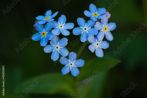 Macro of tiny blue flowers forget-me-not and colorful grass background in nature.