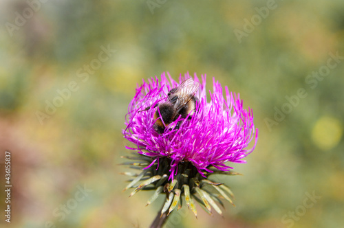 Fiori di montagna ©stegrim photo