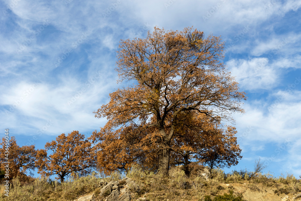 Autumn oak tree on a background of blue sky and mountains Autumn oak tree on a background of blue sky and mountains