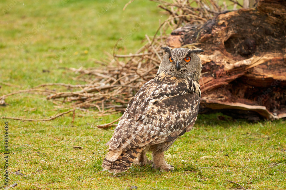 A detailed head of a six week old owl chick eagle owl. Orange eyes stare into the camera A detailed head of a six week old owl chick eagle owl. Orange eyes stare into the camera