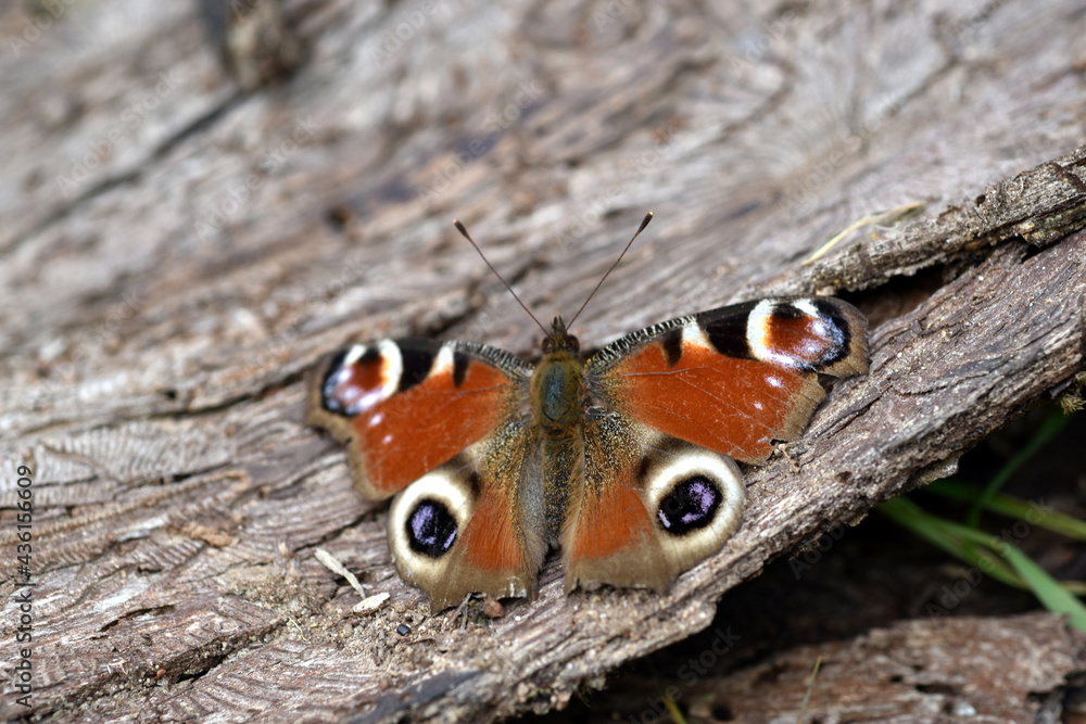 Pfauenauge auf abgestorbener Baumrinde