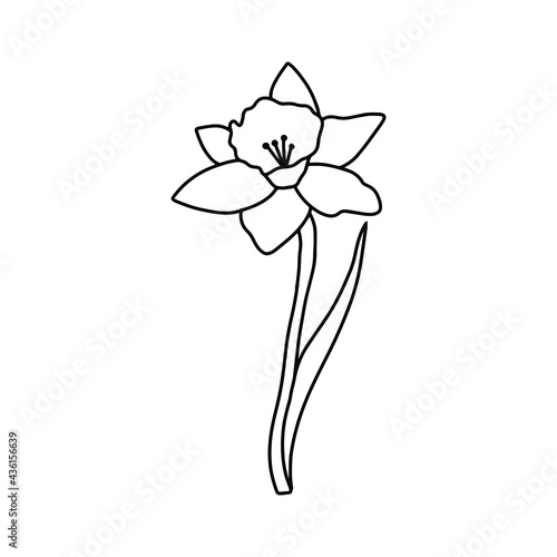 Narcissus outline icon. Vector hand drawn illustration design.