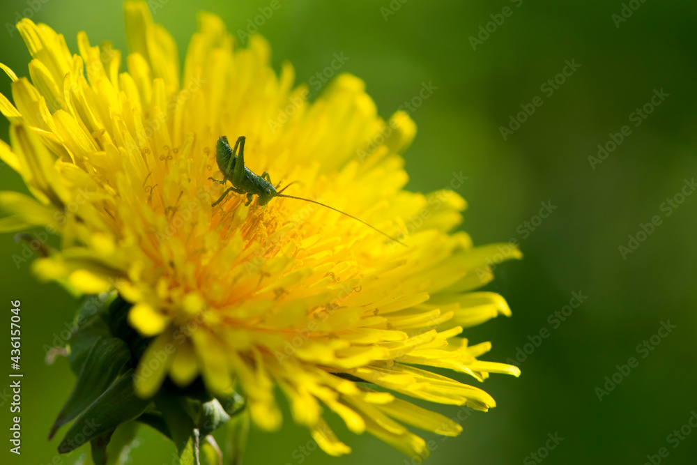 green grasshopper insect on a dandelion flower for design and wallpaper. Tettigonioidea. yellow wild flower and green grasshopper. macro nature. natural background. close-up green grasshopper insect on a dandelion flower for design and wallpaper. Tettigonioidea. yellow wild flower and green grasshopper. macro nature. natural background. close-up