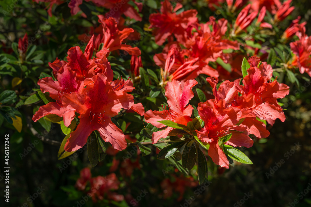 Bright red orange Rhododendron Hybrid Azalea. Beautiful colorful inflorescences of rhododendron in spring Arboretum Park Southern Cultures in Sirius (Adler). Nature wallpaper