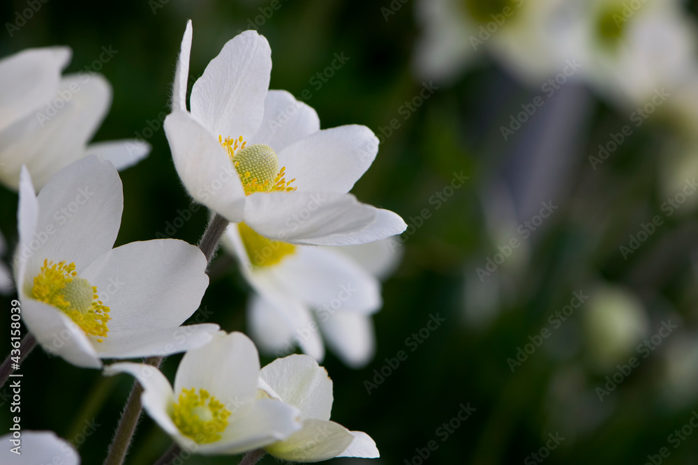 Anemone sylvestris. delicate flowers in the garden, in the flowerbed. floral background. beautiful delicate Anemone sylvestris. white flowers on a natural green background. close-up