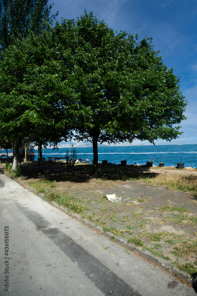 A perfect tree and Bosphorus view from the side of the walking path in Istanbul Heybeli Island A perfect tree and Bosphorus view from the side of the walking path in Istanbul Heybeli Island