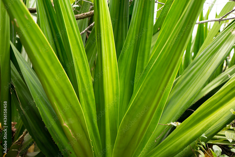 tree leaves tree leaves