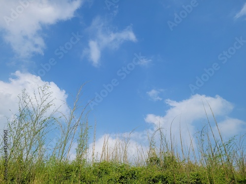 grass and sky