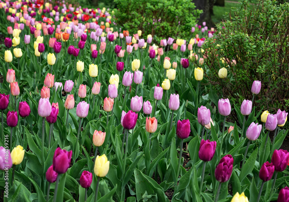 Flowerbed with multi-colored tulips in the city park