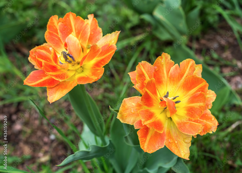 Two opened yellow-orange tulips on a rainy day Two opened yellow-orange tulips on a rainy day