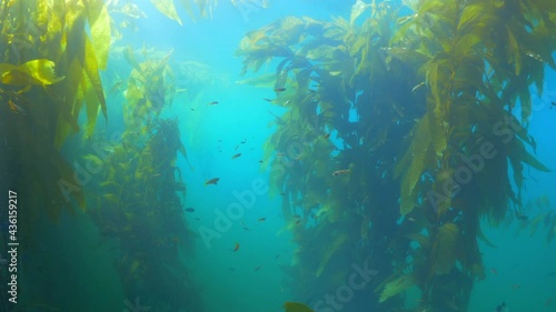 Wallpaper Mural Small Fish Swimming In Sea Amidst Laminariales Plants - Monterey, California Torontodigital.ca