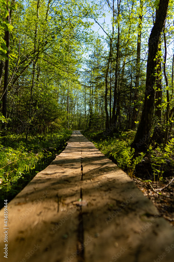 Obraz premium footpath in the woods
