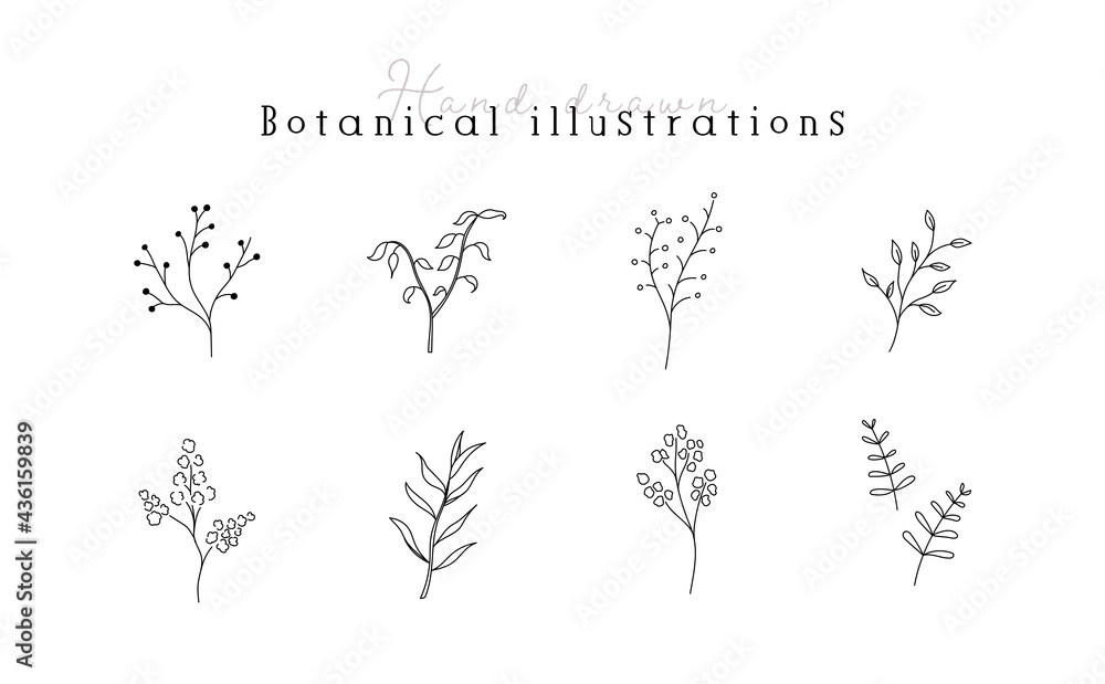 植物の線画イラストのセット シンプル ボタニカル ナチュラル 葉 自然 おしゃれ Stock Vector Adobe Stock