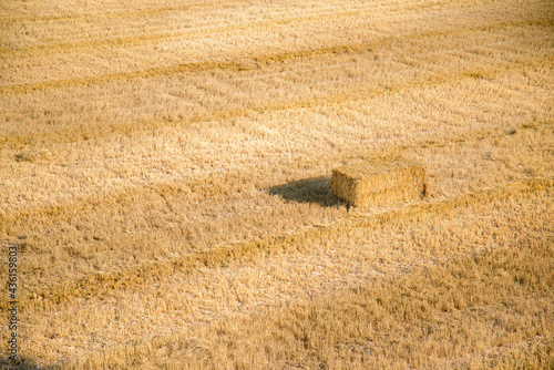 Alpaca de paja