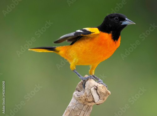 Northern Baltimore Oriole (Icterus galbula) perchedd and chattering on a tree branch on a cloudy afternoon.