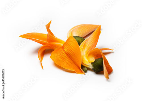 Butea Monosperma or palash flower on white background. Plaso monosperma, Butea frondosa, Erythrina monosperma. blooms at beginning of spring, month of Falgun. popular festive flower of pohela Falgun. photo