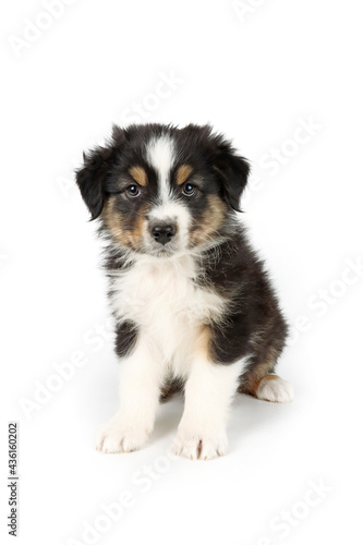 puppy isolated on white, australian shepherd  © eds30129