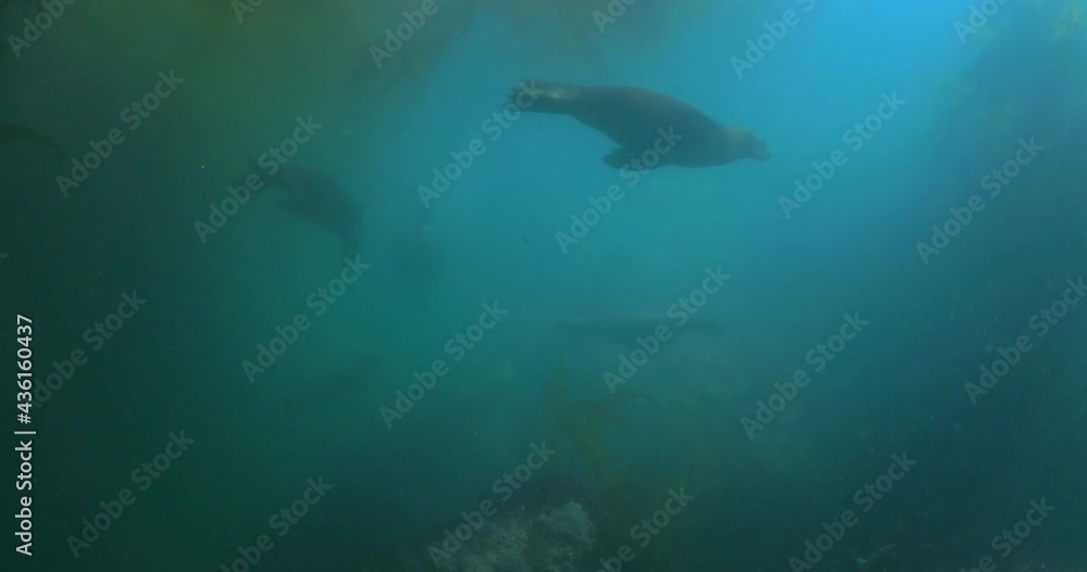 Bob Of Seals Swimming Into Deep Ocean By Plants - Monterey, California Bob Of Seals Swimming Into Deep Ocean By Plants - Monterey, California