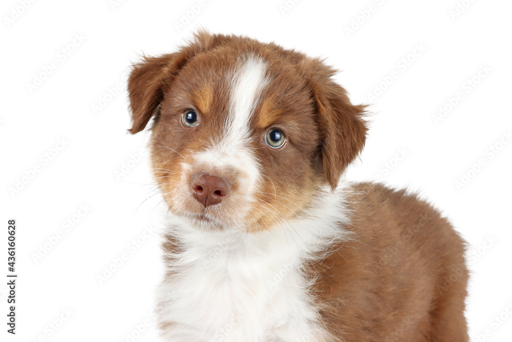 puppy isolated on white, australian shepherd puppy isolated on white, australian shepherd