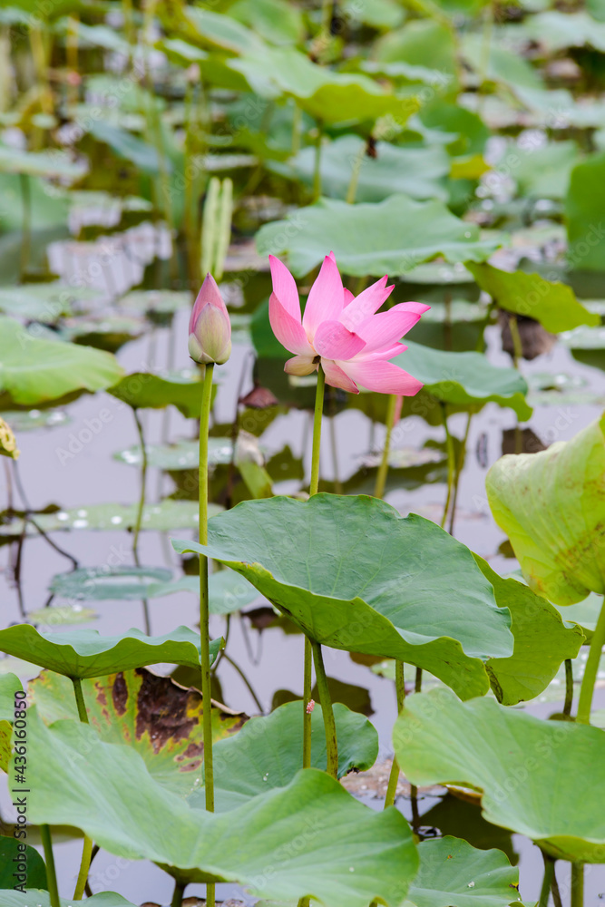 The author took a set of photos in Tam Da lotus lagoon, Ho Chi Minh City. Time: Thursday morning, May 27, 2021. Content: The author hopes the photos can describe the beauty of lotus flowers. The author took a set of photos in Tam Da lotus lagoon, Ho Chi Minh City. Time: Thursday morning, May 27, 2021. Content: The author hopes the photos can describe the beauty of lotus flowers.