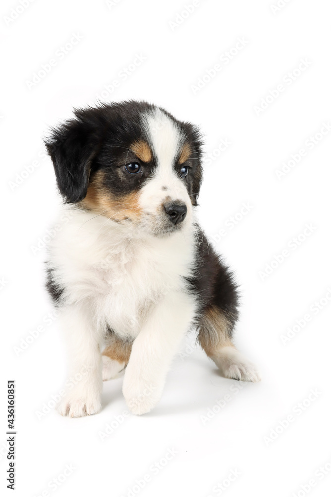 puppy isolated on white, australian shepherd 