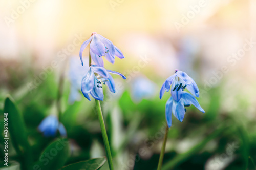 othocallis siberica spring primrose. Scilla bifolia is a small blue flower, the first to emerge from the snow in spring. Beautiful natural background with a copy of the space