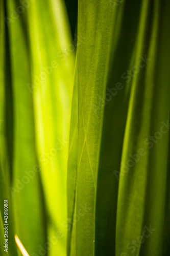 green leaf background