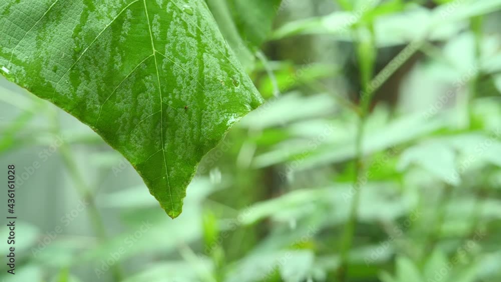 Closeup water on the leaves droplet Falling from Fresh Green Leaf beautiful green background Closeup water on the leaves droplet Falling from Fresh Green Leaf beautiful green background